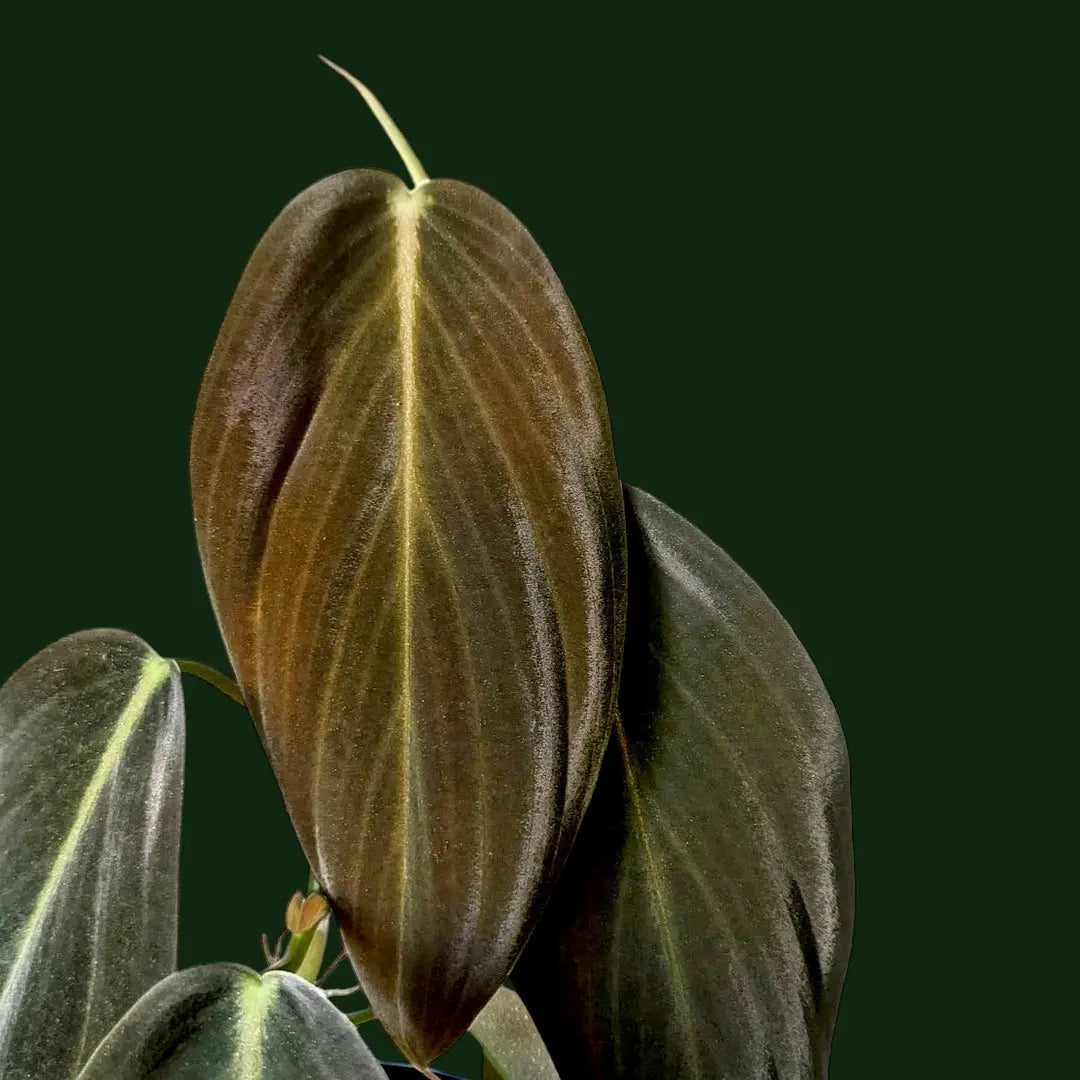 Philodendron Gigas leaf details and texture – healthy indoor plant