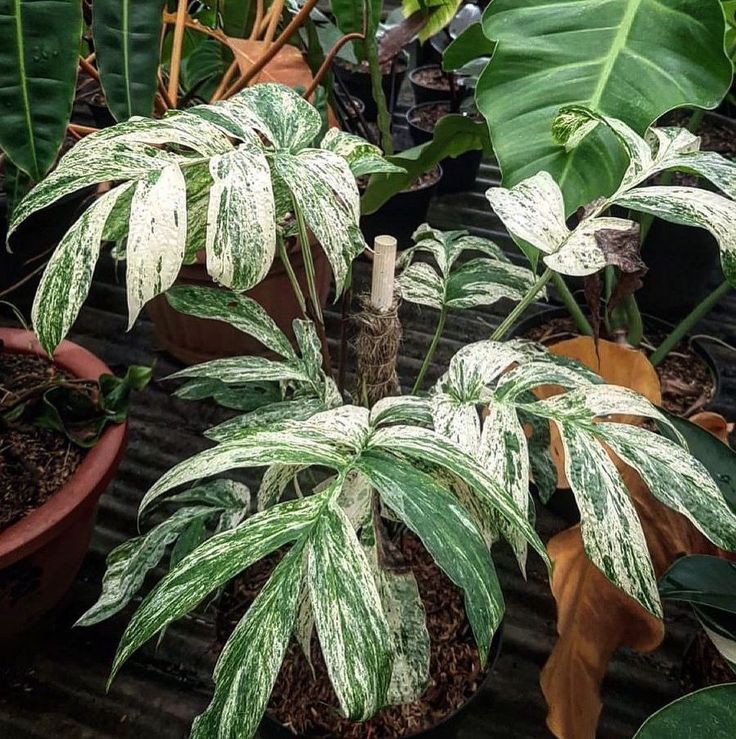 Philodendron Amydrium varigated