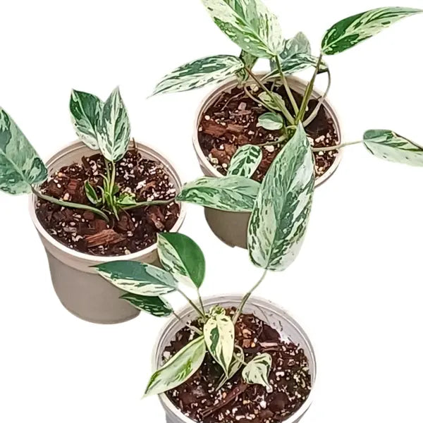 Philodendron Emerald Queen Variegated