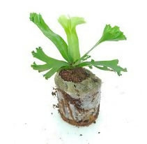 Asplenium antiquum 'Leslie' fern
