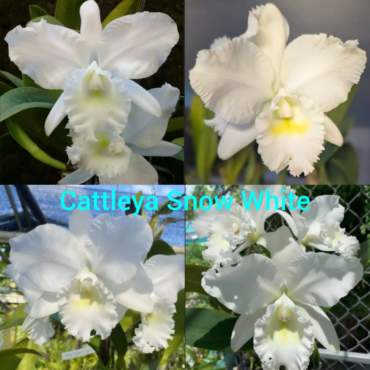 Cattleya Snow White- Blooming size