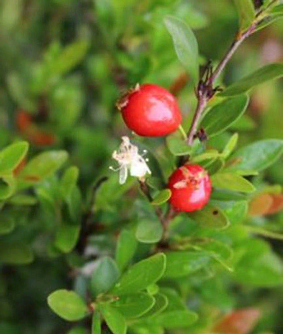 Cerejinha De Mattos Fruit Plants (Eugenia Mattosii)