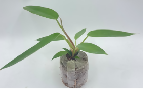 Philodendron Hybrid (Tortum * Florida ghost )