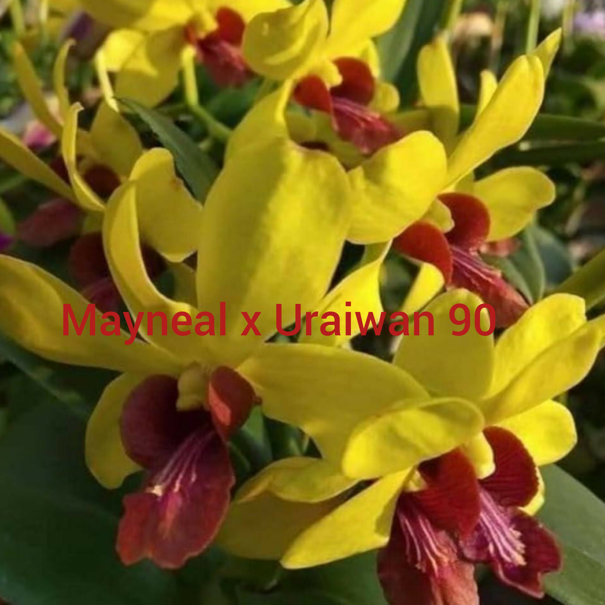 Dendrobium orchids combo of 10 ( set of 10)