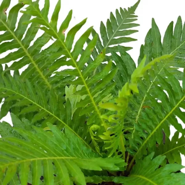 Tree fern (Silver Lady Fern)– Starter TC Plant - Ethereal DNA