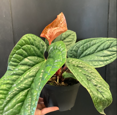 Anthurium Radicans x Luxurians