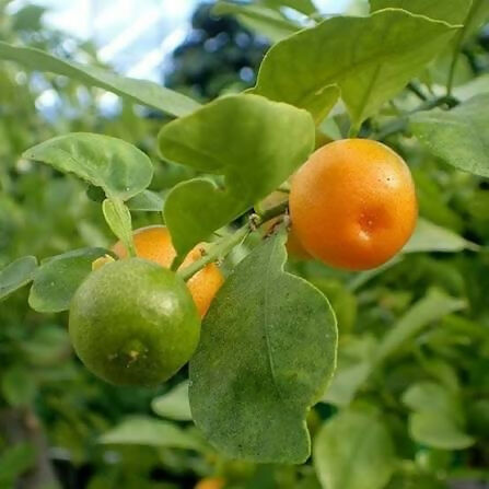 Indian Musambi / Sweet Lime Plant - Keyfarm Wayanad