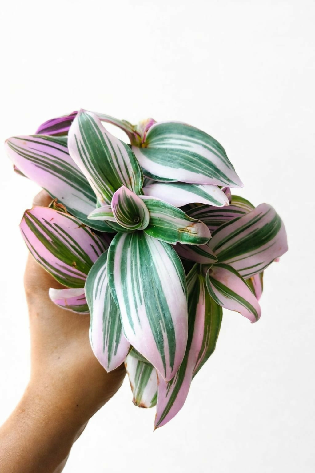 Tradescantia Nanouk Variegated Indoor Plant
