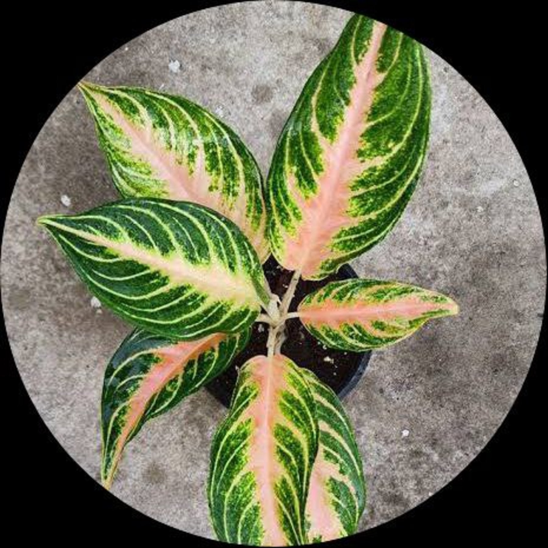 Aglaonema Peach Panama close up leaf detail – healthy nursery plant – Foliages.in
