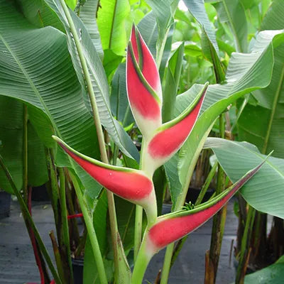 Heliconia Imperial- Rhizomes