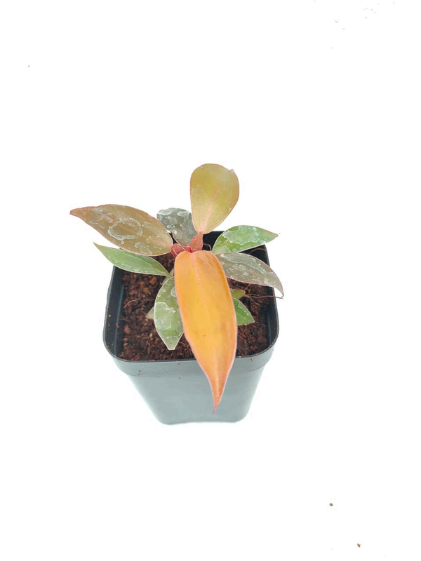 Philodendron Cherry Red foliage detail – healthy tissue culture houseplant – Foliages India