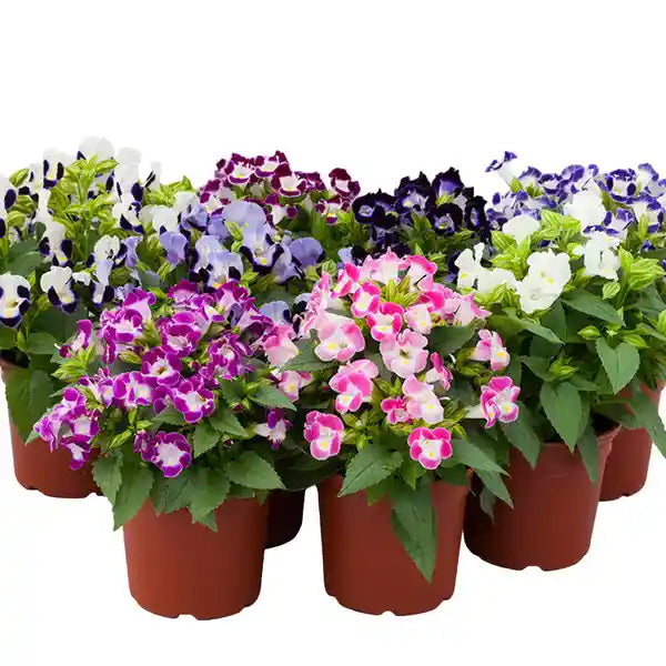Torenia Fournieri Plant - Wishbone Flowers – Clown Flowers
