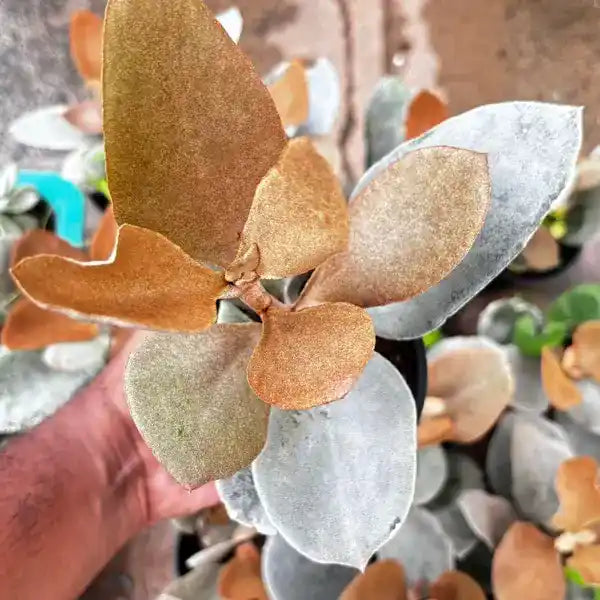 Kalanchoe Orgyalis