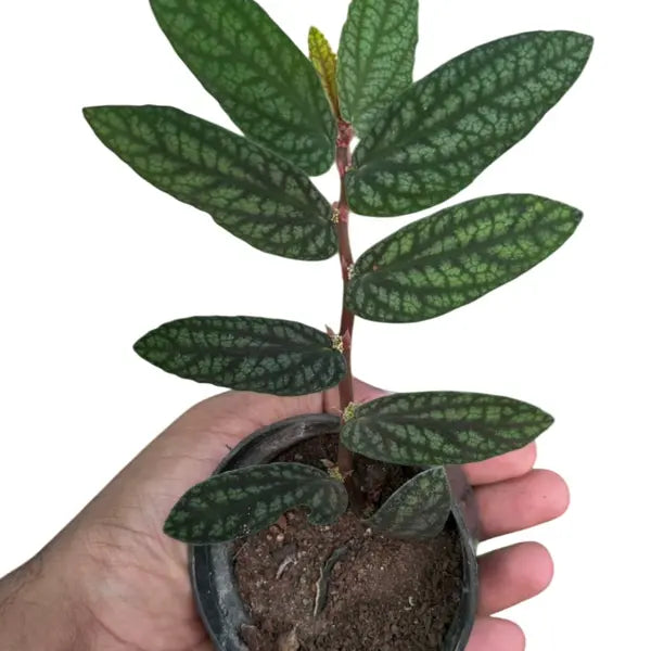 Trailing Watermelon Begonia, Pellionia Repens