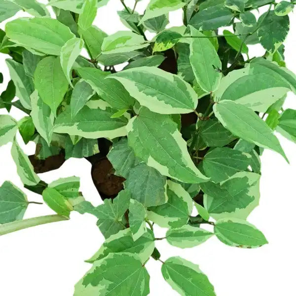 Variegated Scarlet Clock Vine, (Thunbergia coccinea 'Variegata')
