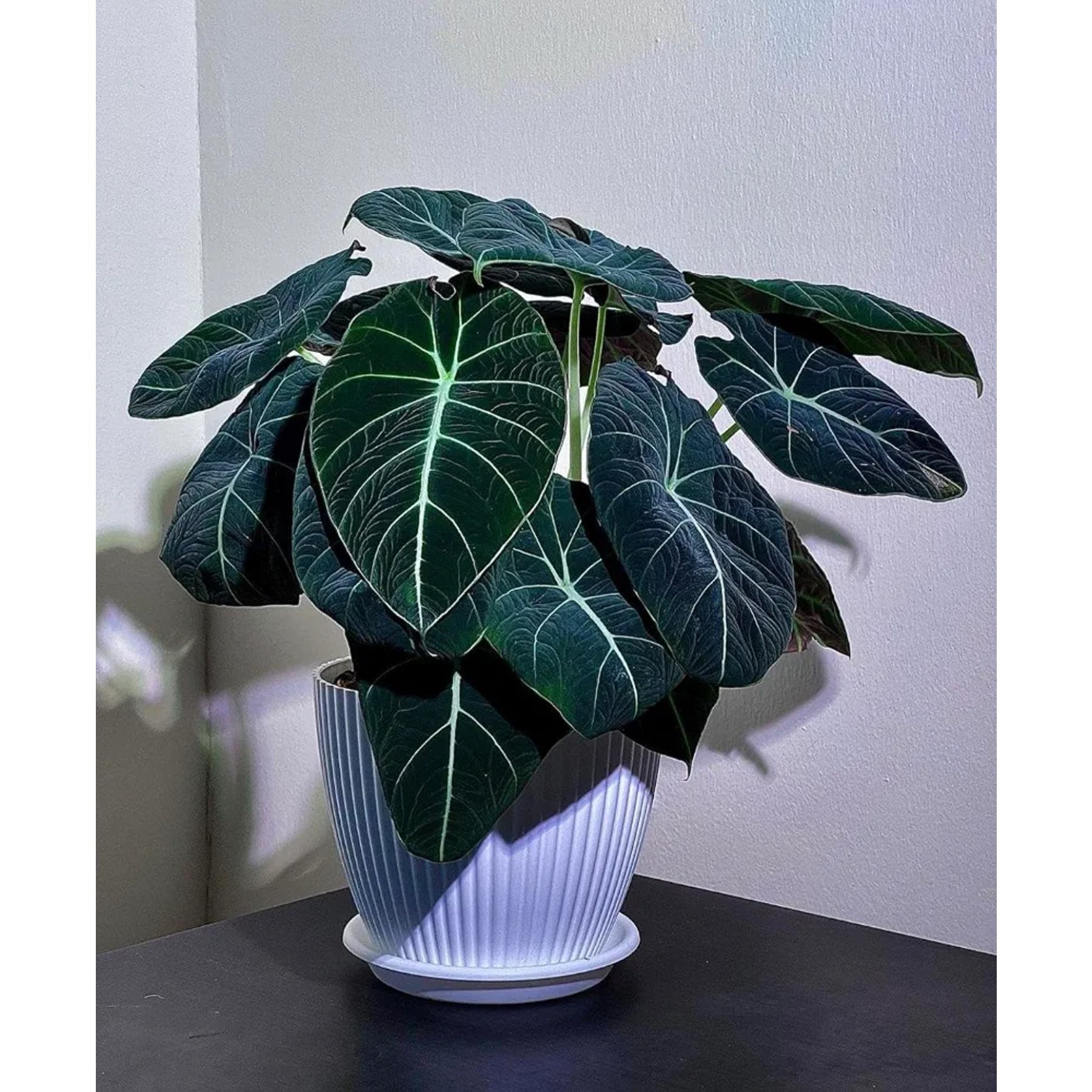Alocasia Black Velvet close up leaf detail – healthy nursery plant – Foliages.in