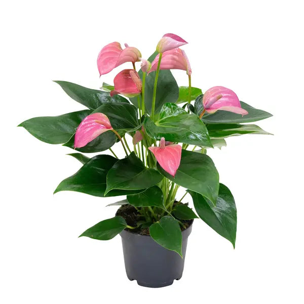 Pink Anthurium Plants