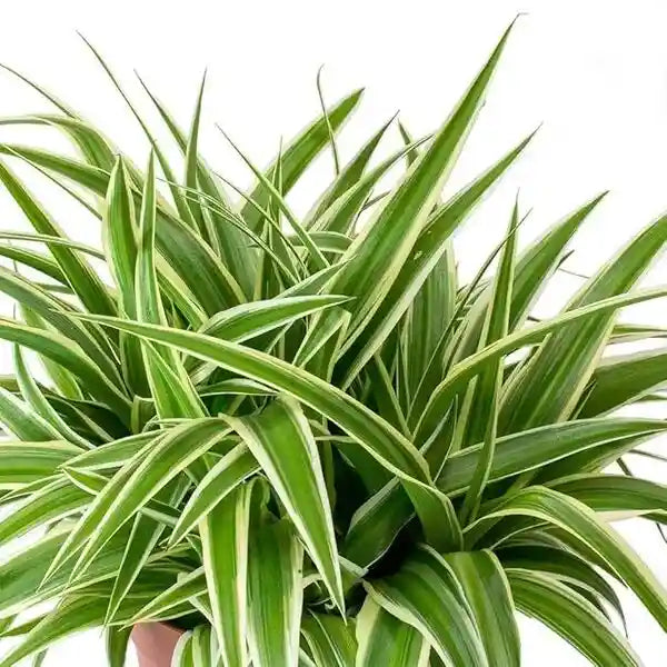 Chlorophytum Spider Live Plant
