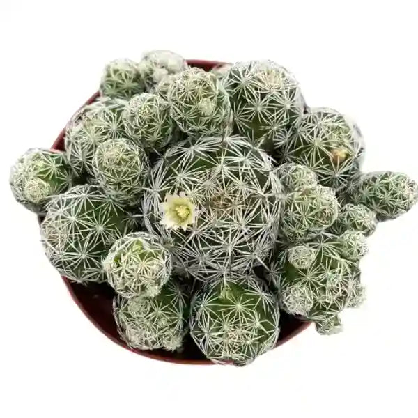 Mexican States, Mammillaria Vetula