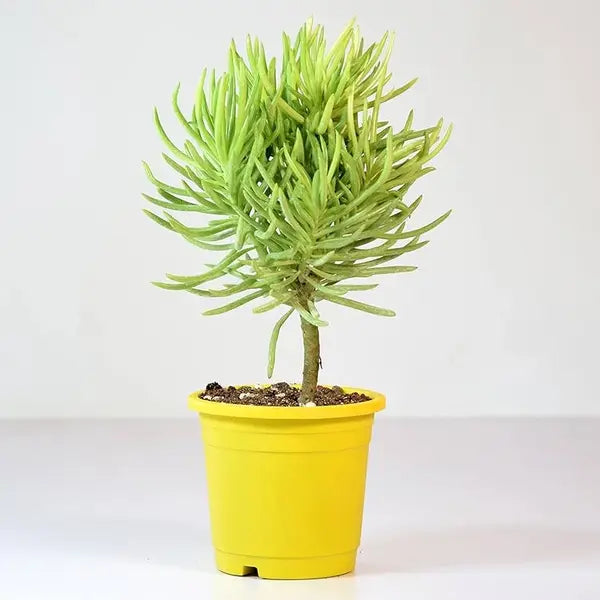Senecio barbertonicus (Bush Senecio)