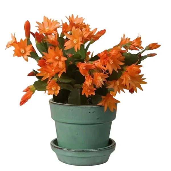 Schlumbergera Orange, Christmas Cactus Orange