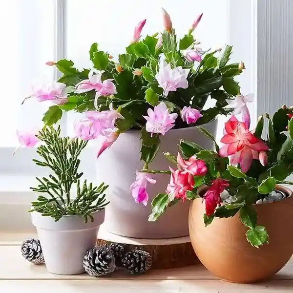 Pink Christmas cactus (Schlumbergera)