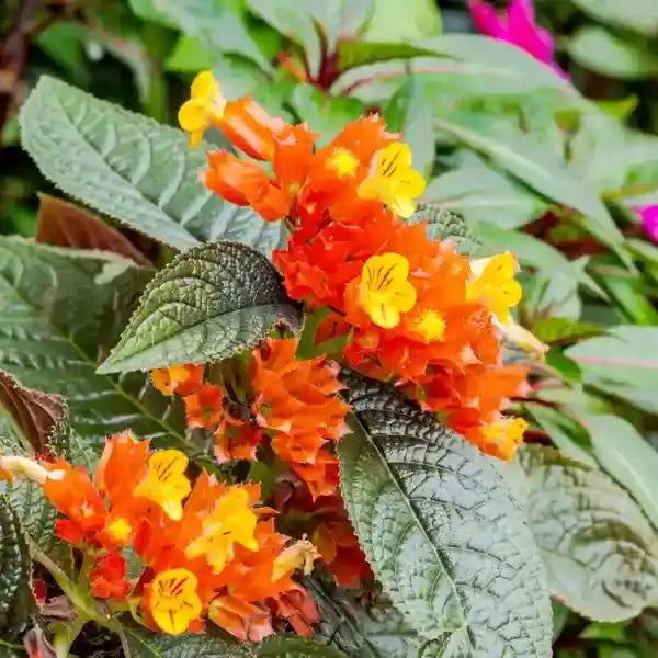 Sunset Bells (Chrysothemis Pulchella)