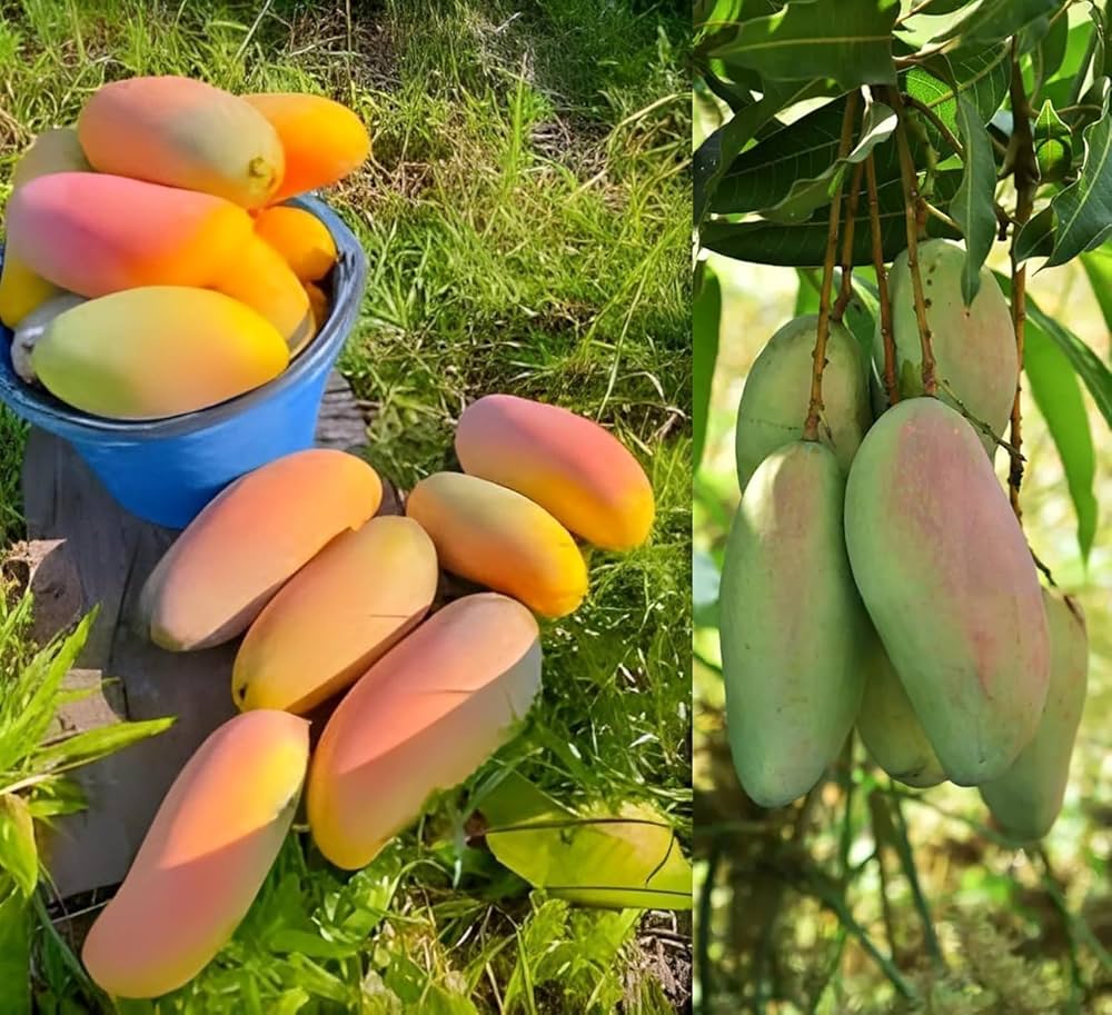 Thailand Kattiman Mango Plant - Exotic Variety - Keyfarm Wayanad
