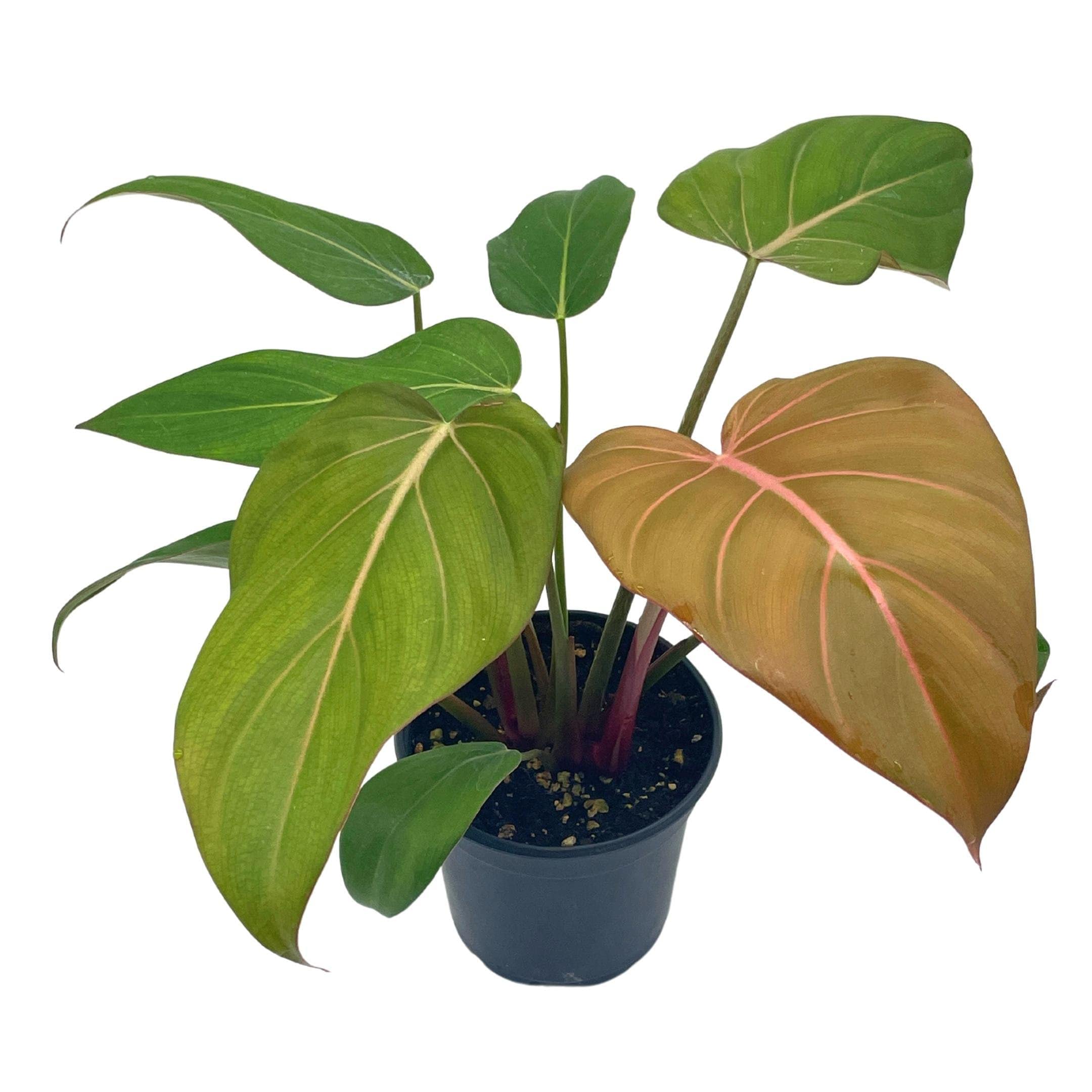 Philodendron Summer Glory