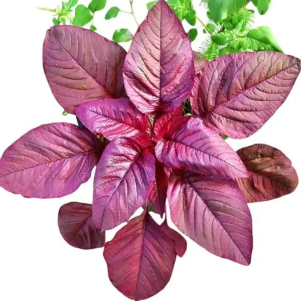Red Amaranthus - Seed