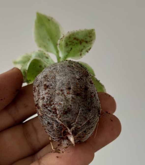 Baby Sunrose 'Variegated'(Heart leaf ice plant)