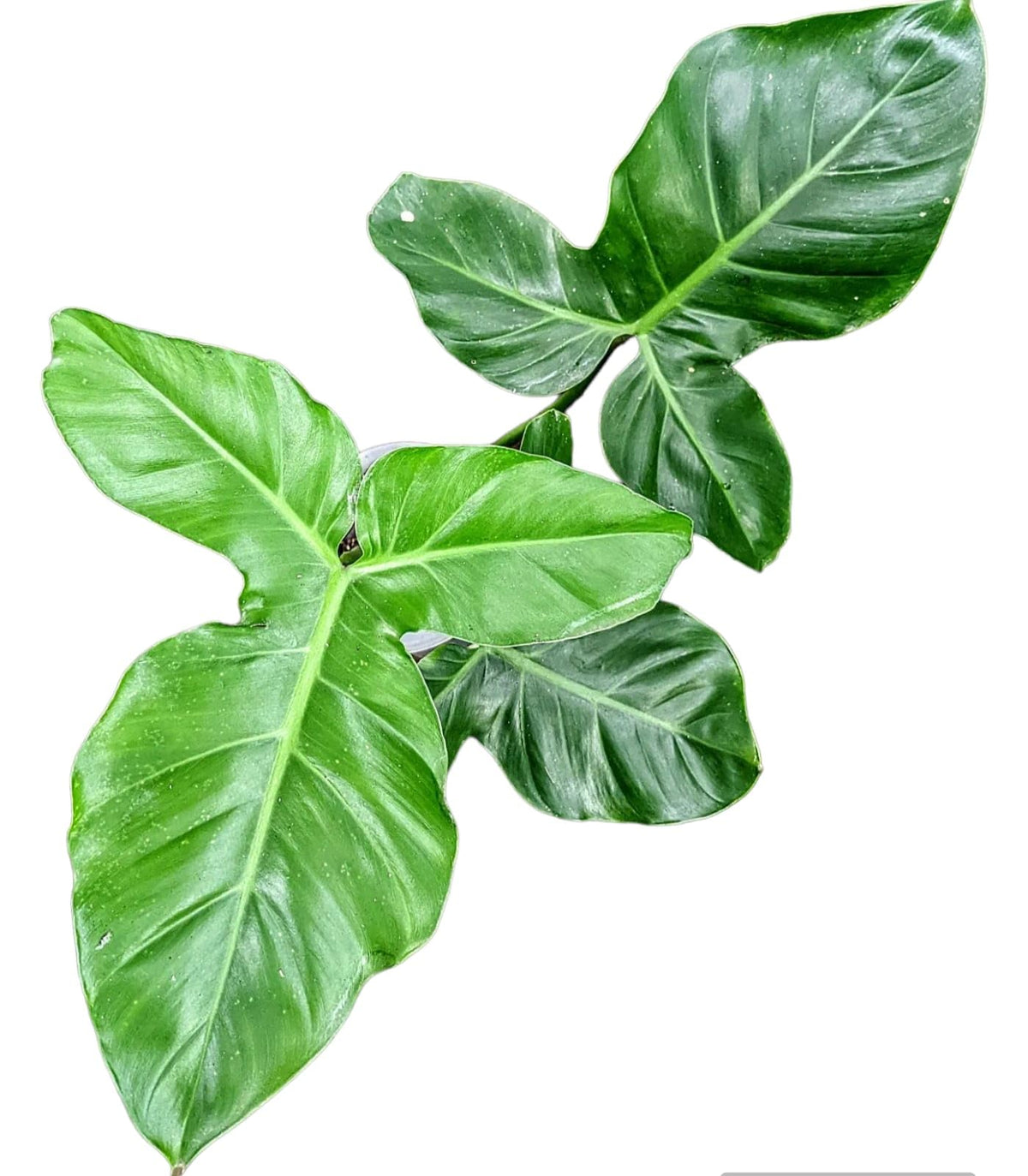 philodendron barrosoanum gianteum Philodendron barrosoanum giganteum – Foliages.in