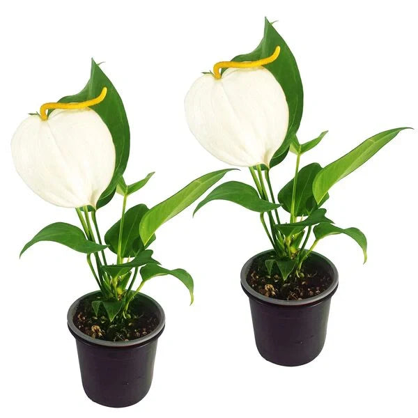 Anthurium Scherzerianum White - Rare