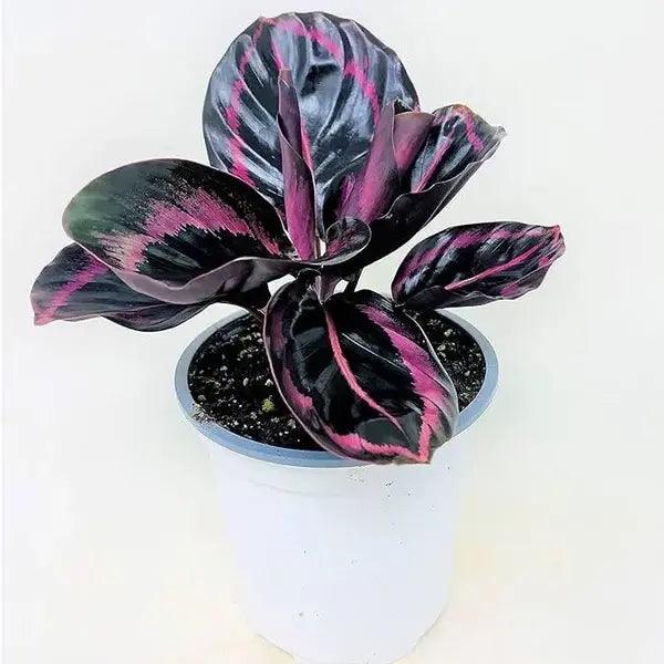 Calathea Roseopicta (Linden) Regel 'Princess Jessie'