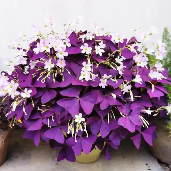 Oxalis Triangularis, Butterfly Plant Purple - Bushy Plant