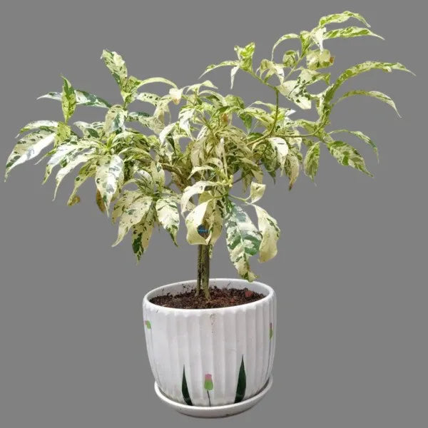 Pinwheel Jasmine Variegated