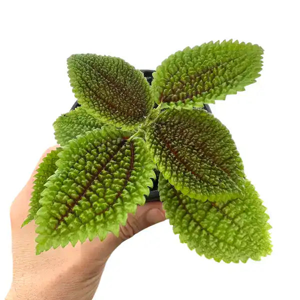 Moon Valley friendship plant
