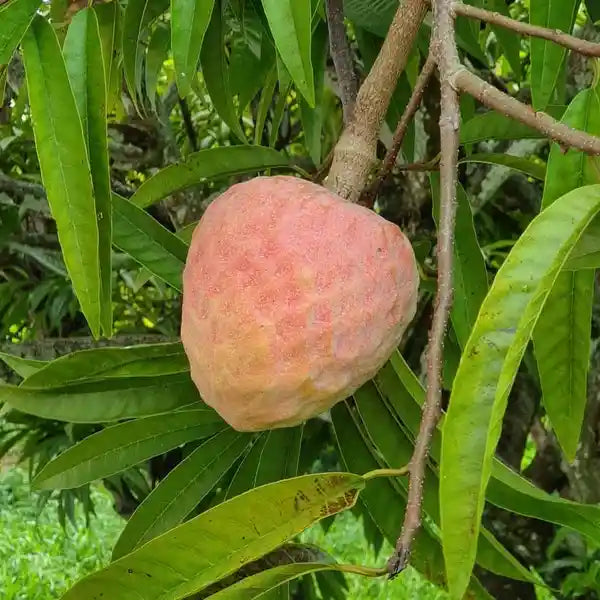 Red Custard Apple (Annona reticulata)