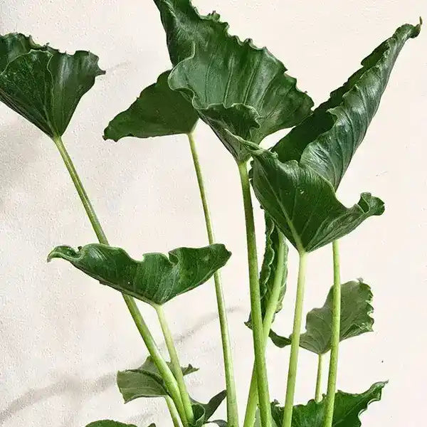 Alocasia Triangularis(Small)