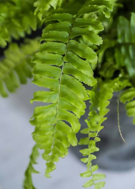 Boston Fern – Rare Starter TC Plant - Ethereal DNA