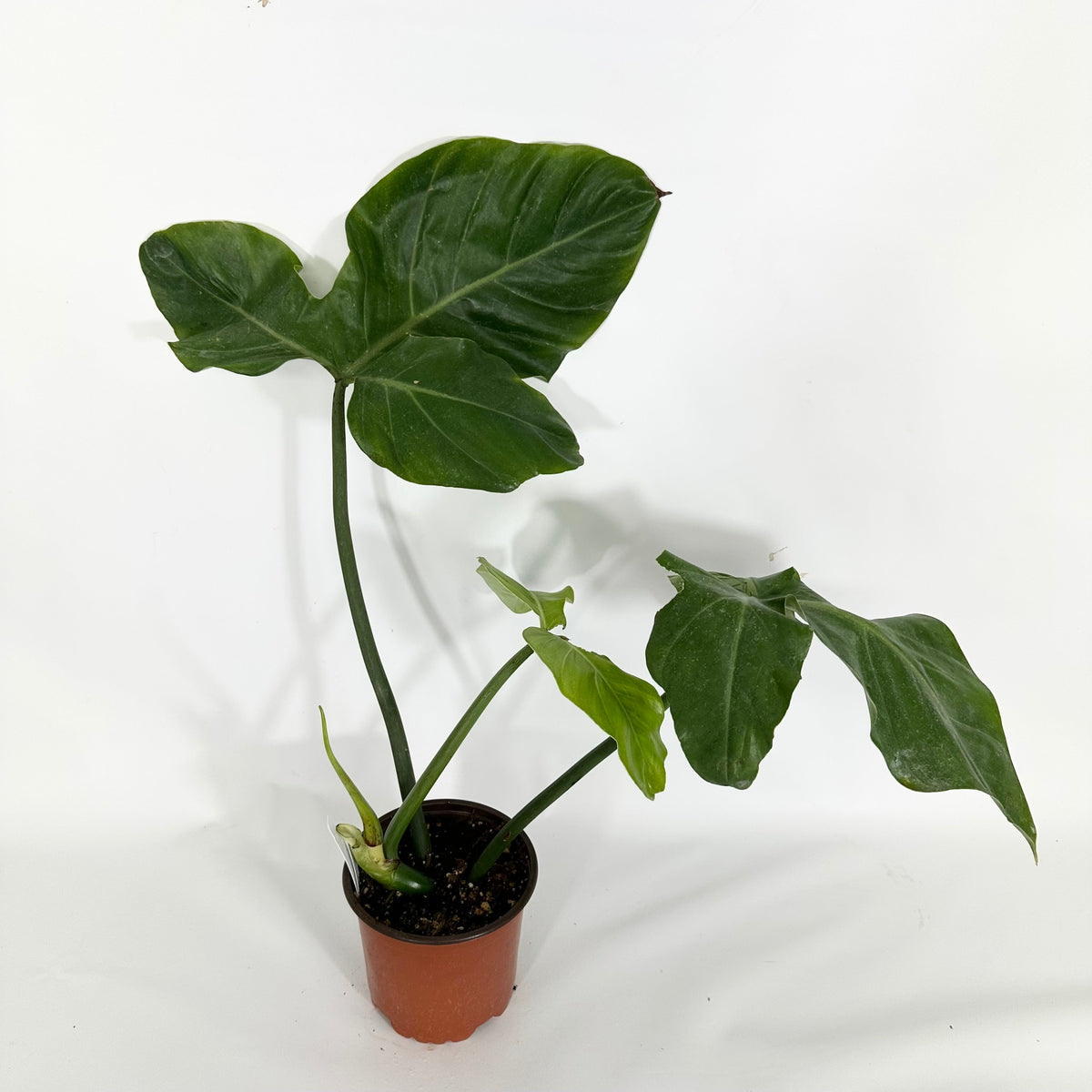 philodendron barrosoanum Philodendron barrosoanum – Foliages.in