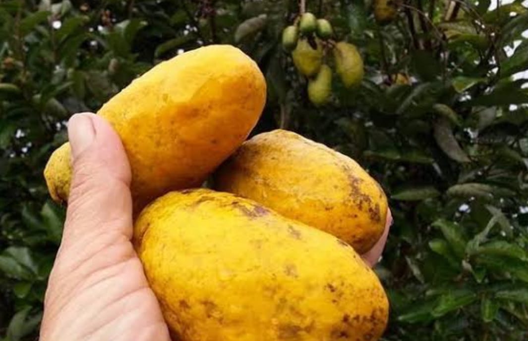 Olosopo Fruit Plant - Keyfarm Wayanad