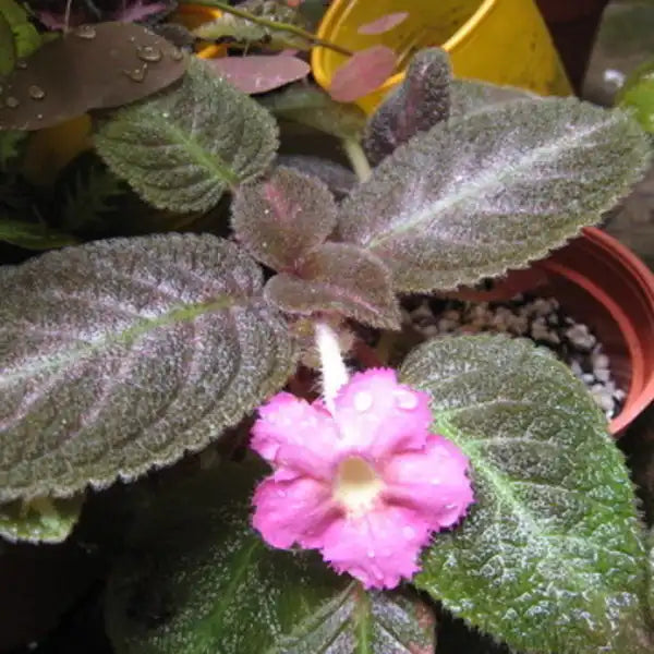 Episcia Mystic Star ( Joy's Pink in Black ) - Pink Flower