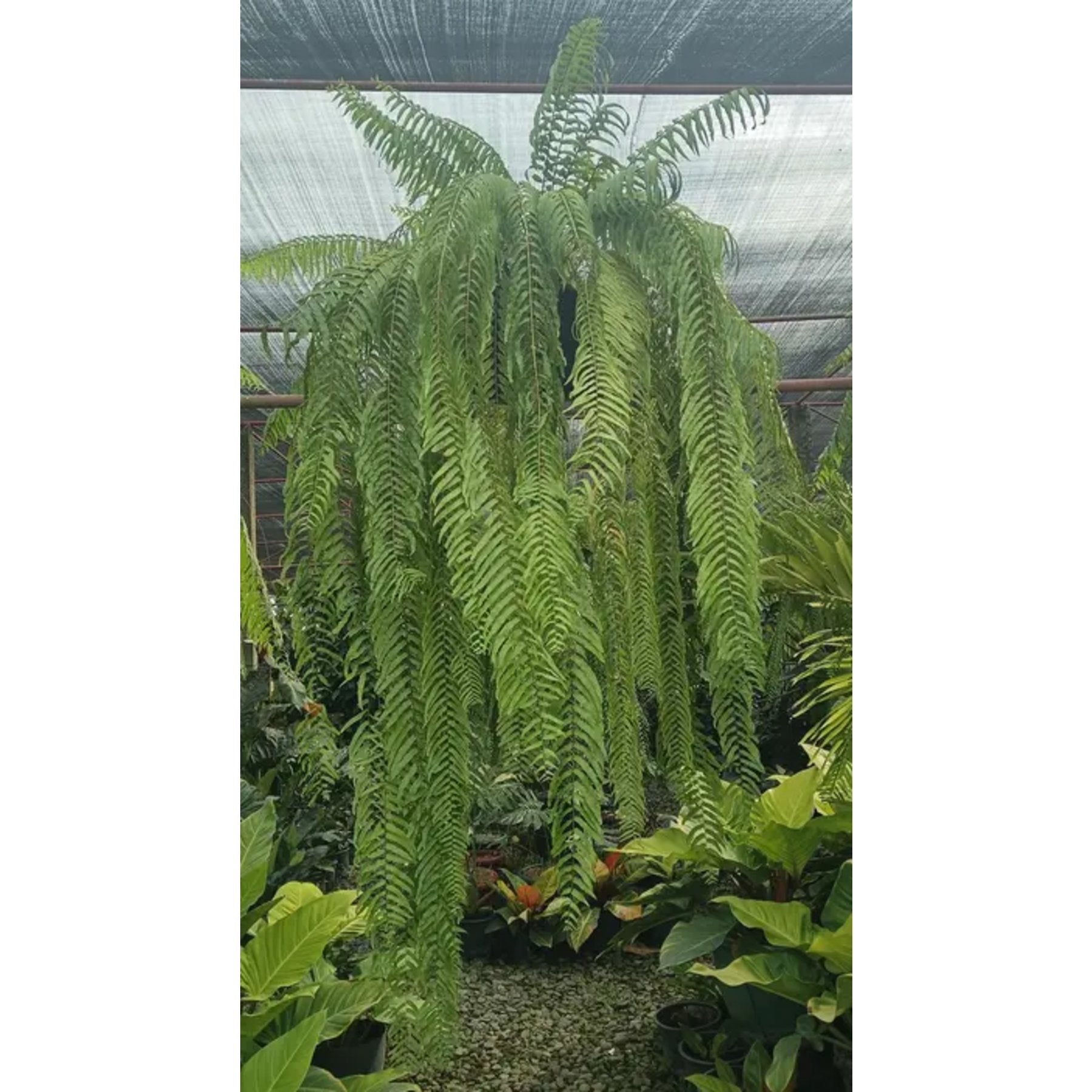 Lacy Pine Fern leaf details and texture – healthy indoor plant