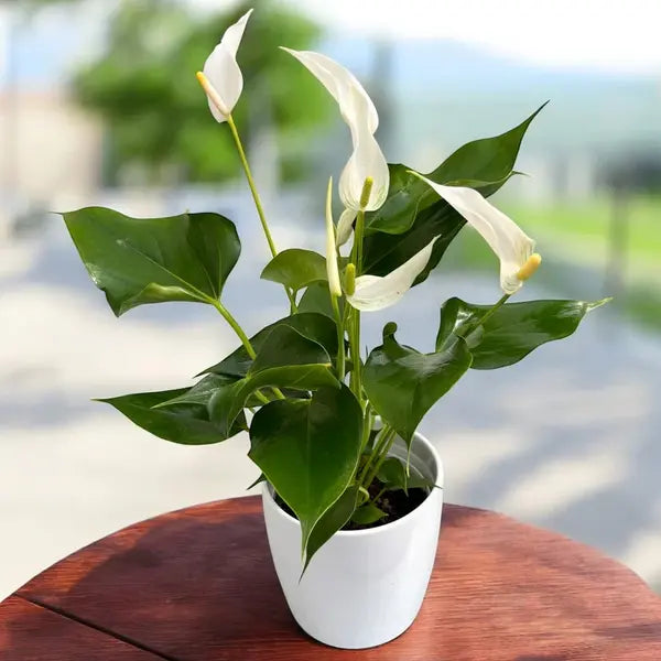 Anthurium 'Banderola Cava White'