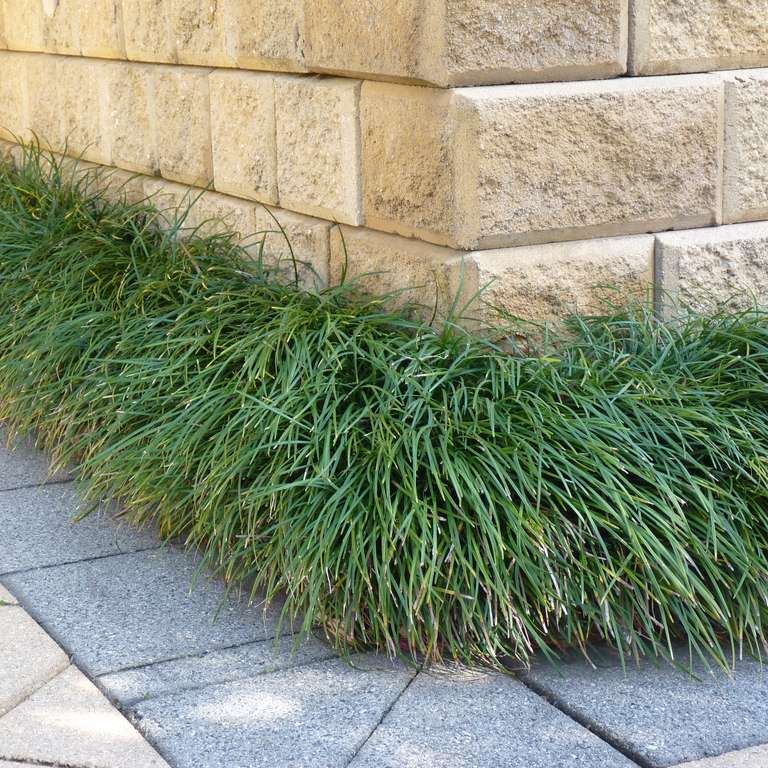 Ophiopogon Japonica plant (Mondo Grass)