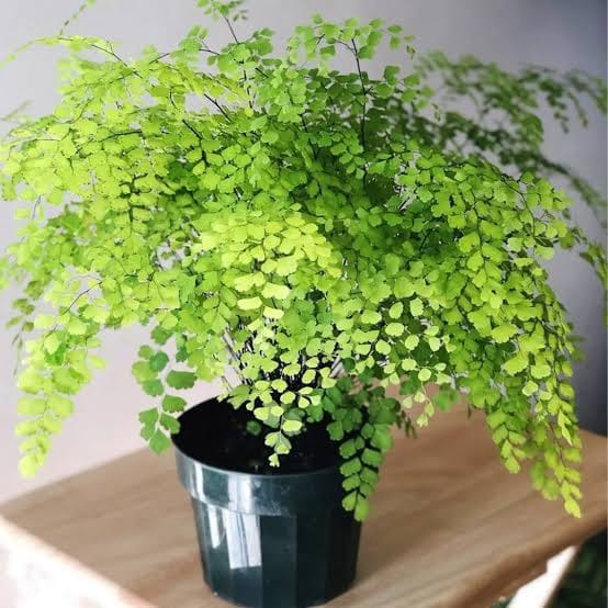 Maiden Hair Fern healthy live foliage plant – Foliages India