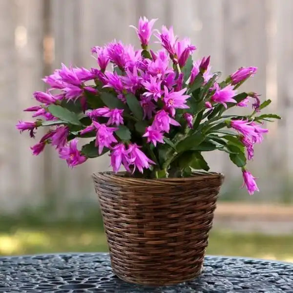 Purple Christmas Cactus