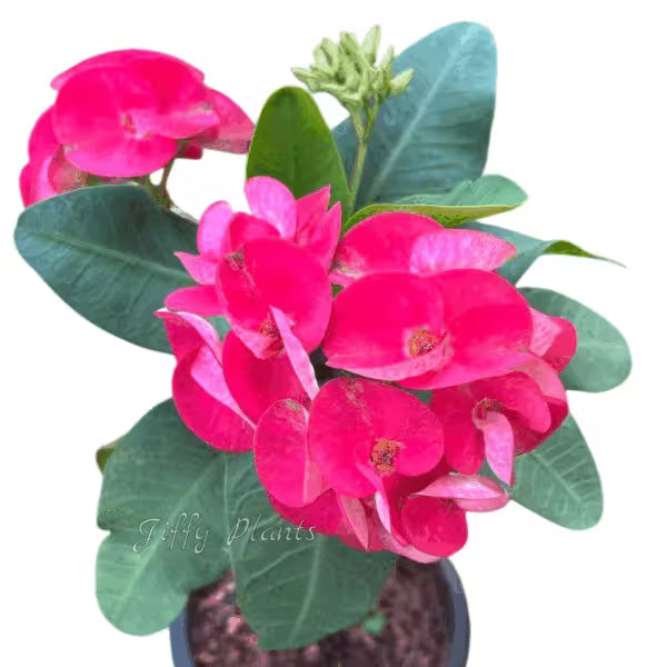 Euphorbia Red- E5