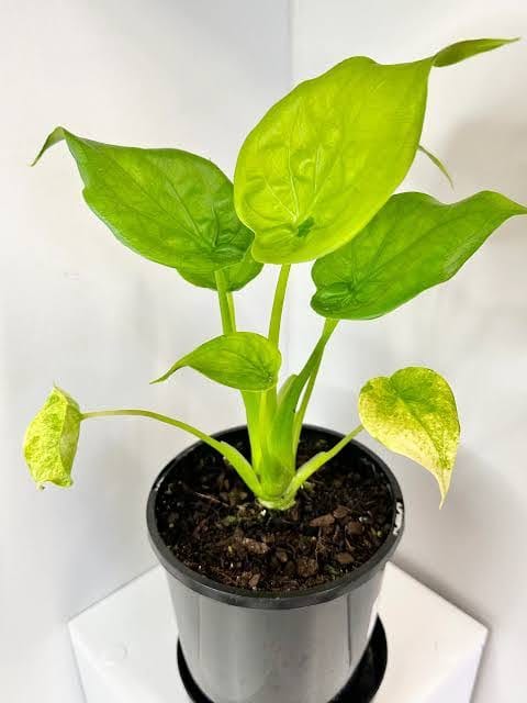 Alocasia Cucullata Golden healthy live foliage plant – Foliages India